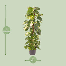 Kamerplant - Epipremnum Pinnatum - Luchtzuiverend - Pot Ø 24cm Hoogte ↕ 120cm