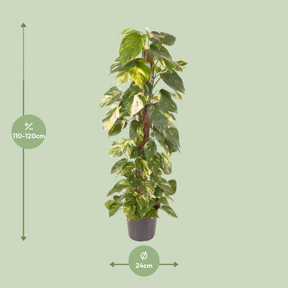 Kamerplant - Epipremnum Pinnatum - Luchtzuiverend - Pot Ø 24cm Hoogte ↕ 120cm