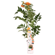Buitenplant - Campsis Indian Summer - Bloeiend - Pot Ø 15cm Hoogte ↕ 65cm