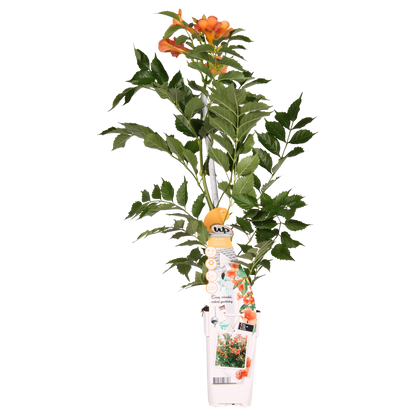 Buitenplant - Campsis Indian Summer - Bloeiend - Pot Ø 15cm Hoogte ↕ 65cm