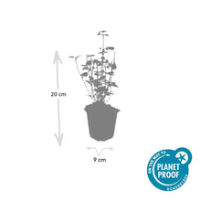 Buitenplant 12x Agastache 'Black Adder' - Bloeiend - Pot Ø 9cm Hoogte ↕ 10-25cm