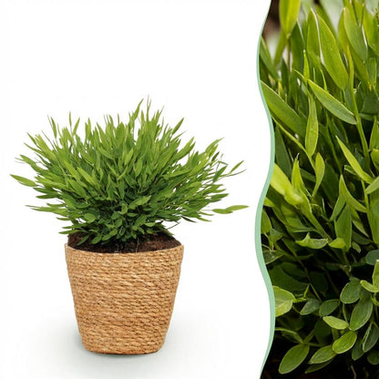 Kamerplant - Pogonatherum paniceum 'Monica' - Bamboegras - Pot Ø 12cm Hoogte ↕ 20cm