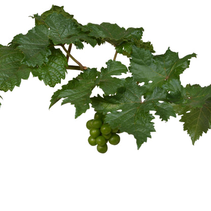 Buitenplant 3x Vitis Pixie 'Pinot Noir' - Pot Ø 14cm Hoogte ↕ 30cm