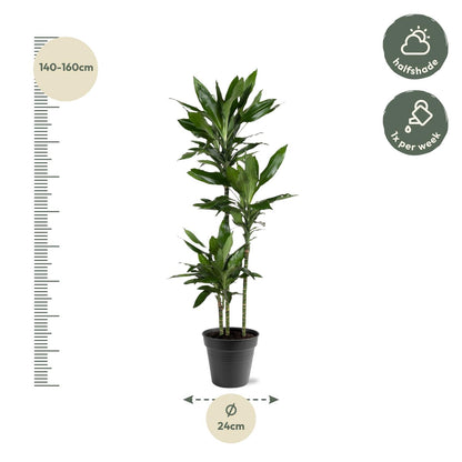 Kamerplant - Dracaena Janet Lind - Luchtzuiverend - Pot Ø 24cm Hoogte ↕ 150-160cm