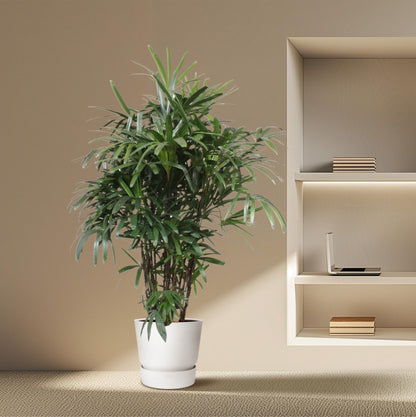 XL Kamerplant - Rhapis Excelsa - Pot Ø 34cm Hoogte ↕ 200cm