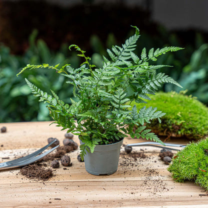 Kamerplant - Varen Athyrium Spicatum - Terrariumplant - Potmaat 6