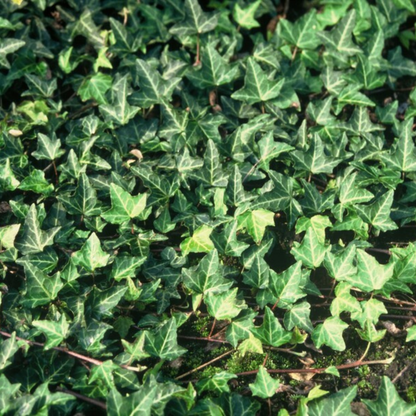 Buitenplant 6x Hedera 'Green Ripple' - Klimplant - Pot Hoogte ↕ variabel