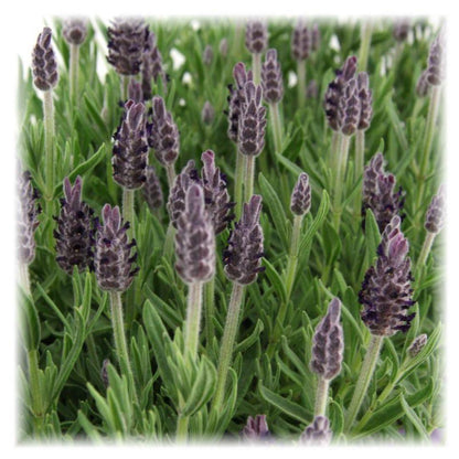 Buitenplant 6x Lavandula stoechas Anouk® - Bloeiend - Pot Ø 12cm