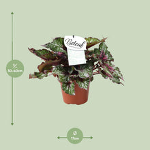 Kamerplant - Begonia Beleaf Alaska Creek - Pot Ø 17cm Hoogte ↕ 32cm