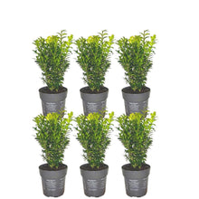 Buitenplant 6x Buxus Sempervirens haag - Winterhard - Pot Ø 12cm Hoogte ↕ 20cm