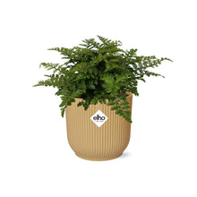 Kamerplant - Asplenium Parvati - Pot Ø 14cm