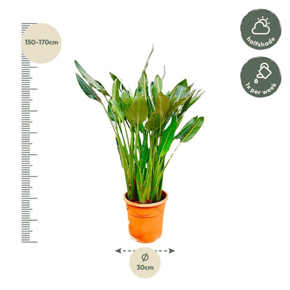 XL Kamerplant - Strelitzia Reginae - Pot Ø 30cm Hoogte ↕ 150cm