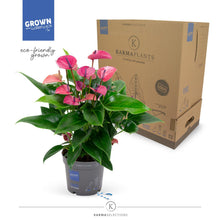 Kamerplant - Anthurium Purple - Pot Ø 17cm Hoogte ↕ 50cm