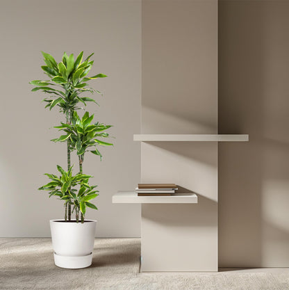 Kamerplant - Dracaena Golden Coast - Luchtzuiverend - Pot Ø 27cm Hoogte ↕ 140cm