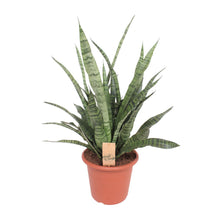Kamerplant - Sansevieria Diamond Green - Pot Ø 25cm Hoogte ↕ 80cm