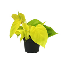 Kamerplant - Philodendron Lime - Luchtzuiverend - Pot Ø 12cm Hoogte ↕ 20cm