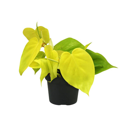 Kamerplant - Philodendron Lime - Luchtzuiverend - Pot Ø 12cm Hoogte ↕ 20cm