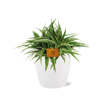Kamerplant - Chlorophytum Ocean - Pot Ø 16cm Hoogte ↕ 15cm