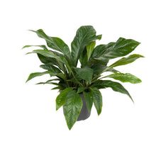 Kamerplant - Anthurium Jungle Bush - Pot Ø 30cm Hoogte ↕ 70cm