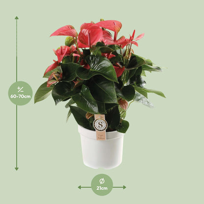 Kamerplant - Anthurium Pink Champion - Pot Ø 21cm Hoogte ↕ 65cm