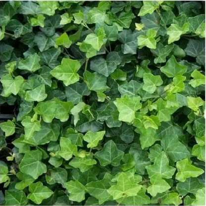 Buitenplant 6x Hedera - Klimplant - Pot Ø 5cm Hoogte ↕ 10cm