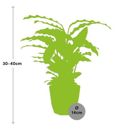 Kamerplant - Calathea Rufibarba 'Tropistar' - Pot Ø 14cm