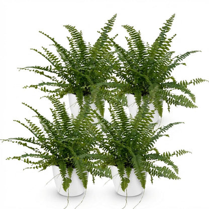 Kamerplant 4x Nephrolepsis exaltata 'Green Lady' - Varen - Pot Ø 12cm Hoogte ↕ 25cm