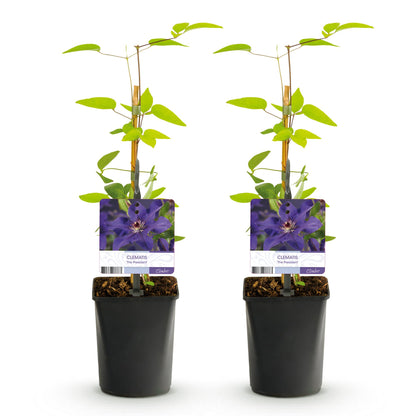 Buitenplant 2x Clematis The President - Bloeiend - Pot Ø 11cm Hoogte ↕ 40cm