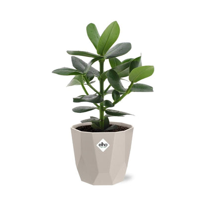 Kamerplant - Clusia Princess - Pot Ø 14cm