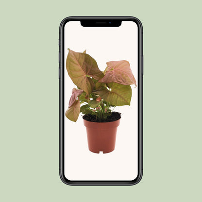 Kamerplant - Syngonium Neon - Pot Ø 12cm Hoogte ↕ 25cm