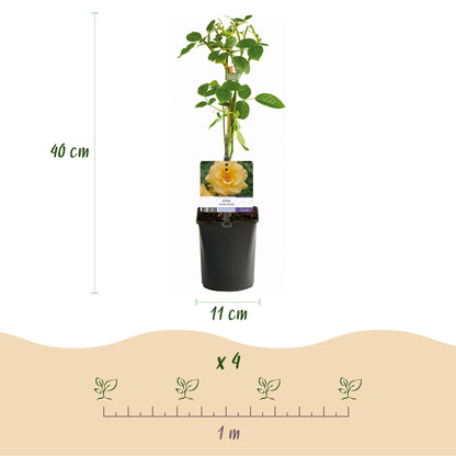 Buitenplant 2x Rosa 'Spring Queen' - Klimroos - Bloeiend - Pot Ø 11cm Hoogte ↕ 40cm