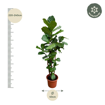 XL Kamerplant - Ficus Lyrata vertakt - Pot Ø 45-50cm Hoogte ↕ 200cm