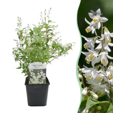 Buitenplant - Deutzia gracilis - Bloeiend - Pot Ø 17cm Hoogte ↕ 45cm