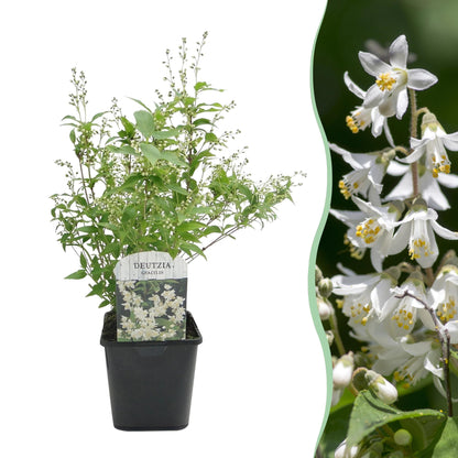 Buitenplant - Deutzia gracilis - Bloeiend - Pot Ø 17cm Hoogte ↕ 45cm