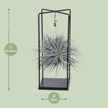 Kamerplant - Tillandsia Cube Mix - Pot Ø 20cm Hoogte ↕ 20cm
