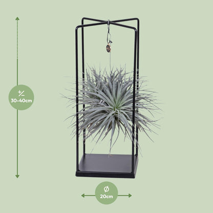Kamerplant - Tillandsia Cube Mix - Pot Ø 20cm Hoogte ↕ 20cm