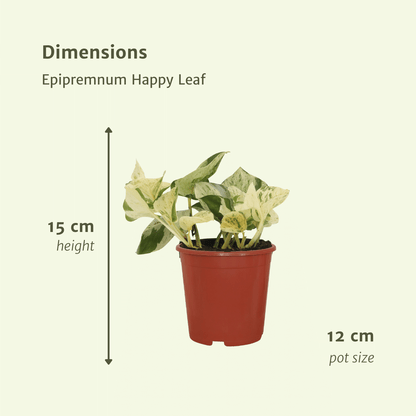 Kamerplant 4x Epipremnum Happy Leaf - Pot Ø 12cm Hoogte ↕ 15cm