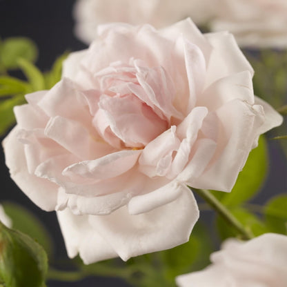 Buitenplant 2x Rosa 'New Dawn' - Klimroos - Bloeiend - Pot Ø 11cm Hoogte ↕ 40cm