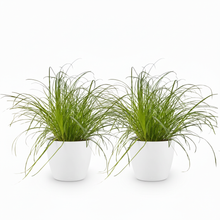 Kamerplant 2x Cyperus alternifolius Zumula - Kattengras - Pot Ø 12cm Hoogte ↕ 20cm