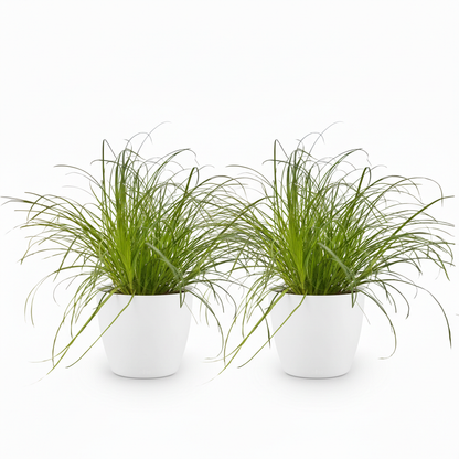 Kamerplant 2x Cyperus alternifolius Zumula - Kattengras - Pot Ø 12cm Hoogte ↕ 20cm