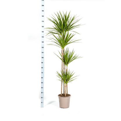 XL kamerplant - Dracaena Marginata Green - Pot Ø 27cm Hoogte ↕ 170-190cm