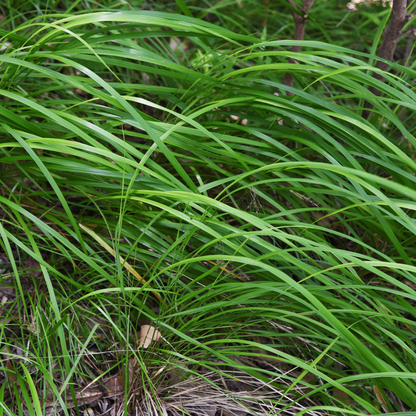 Buitenplant 60x Carex morrowii - Pot Ø 9cm Hoogte ↕ 10-25cm