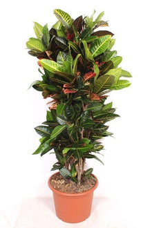 XL Kamerplant - Codiaeum Petra (Croton) - Hoogte ↕ 180cm