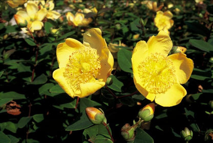 Buitenplant 48x Hypericum dummeri 'Peter Dummer' - Bloeiend - Pot Ø 9cm Hoogte ↕ 10-25cm