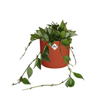 Kamerplant - Hoya Krohniana Eskimo - Inclusief sierpot - Pot Ø 14cm