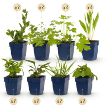 Buitenplant 24x Borderpakket Bijen- en Vlinderlokkend - Weinig onderhoud - Pot Ø 11cm Hoogte ↕ 10-25cm