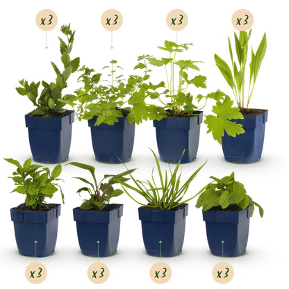 Buitenplant 24x Borderpakket Bijen- en Vlinderlokkend - Weinig onderhoud - Pot Ø 11cm Hoogte ↕ 10-25cm
