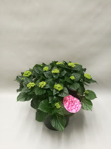 Buitenplant - Hydrangea Early Rosa - Pot Ø 23cm Hoogte ↕ 45cm