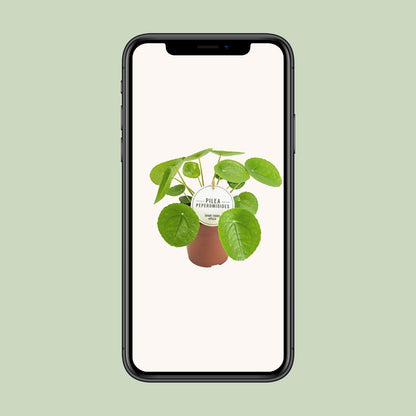 Kamerplant - Pilea Peperomioides - Pot Ø 13cm Hoogte ↕ 20cm
