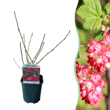 Buitenplant - Ribes sanguineum 'Kind Edward' - Bloeiend - Pot Ø 17cm Hoogte ↕ 45cm